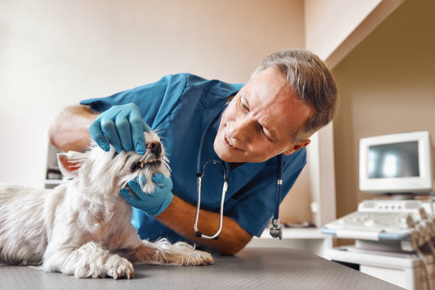 Best Emergency Treatment for Oral Infections in Homer City, PA